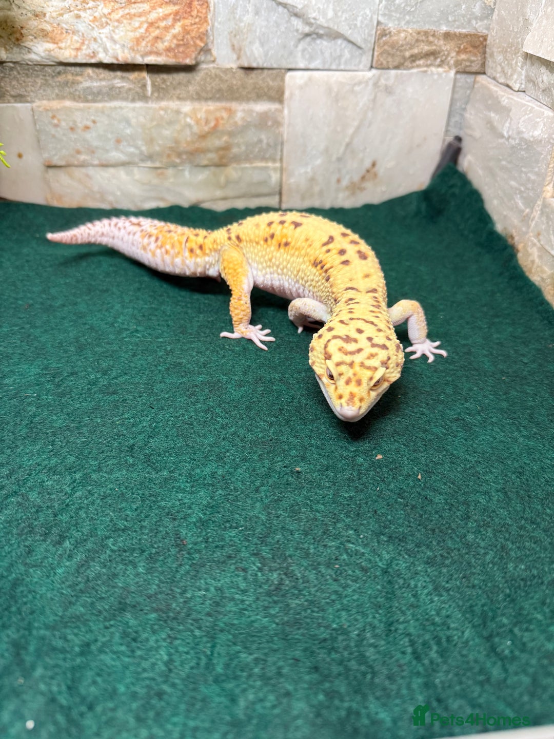 Leopard Gecko reptiles for sale: Leopard Gecko - Image 2