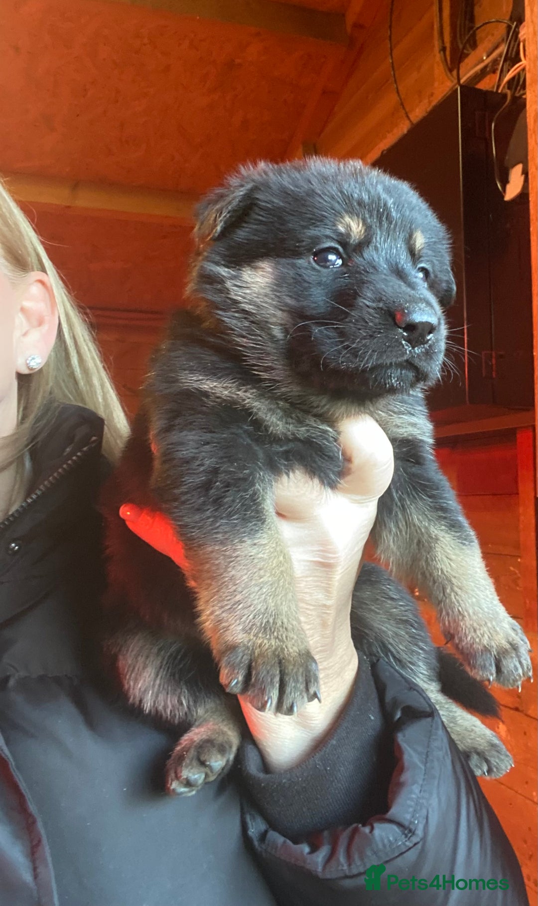 German Shepherd dogs for sale: 🐶 Straight back GSD Puppies 🐶  - Advert 4