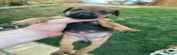 Mixed Breed dogs for sale: Patterdale x Plummer terrier pups - Advert 7