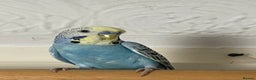 Budgerigars birds for sale: Budgie For sale  - Advert 4