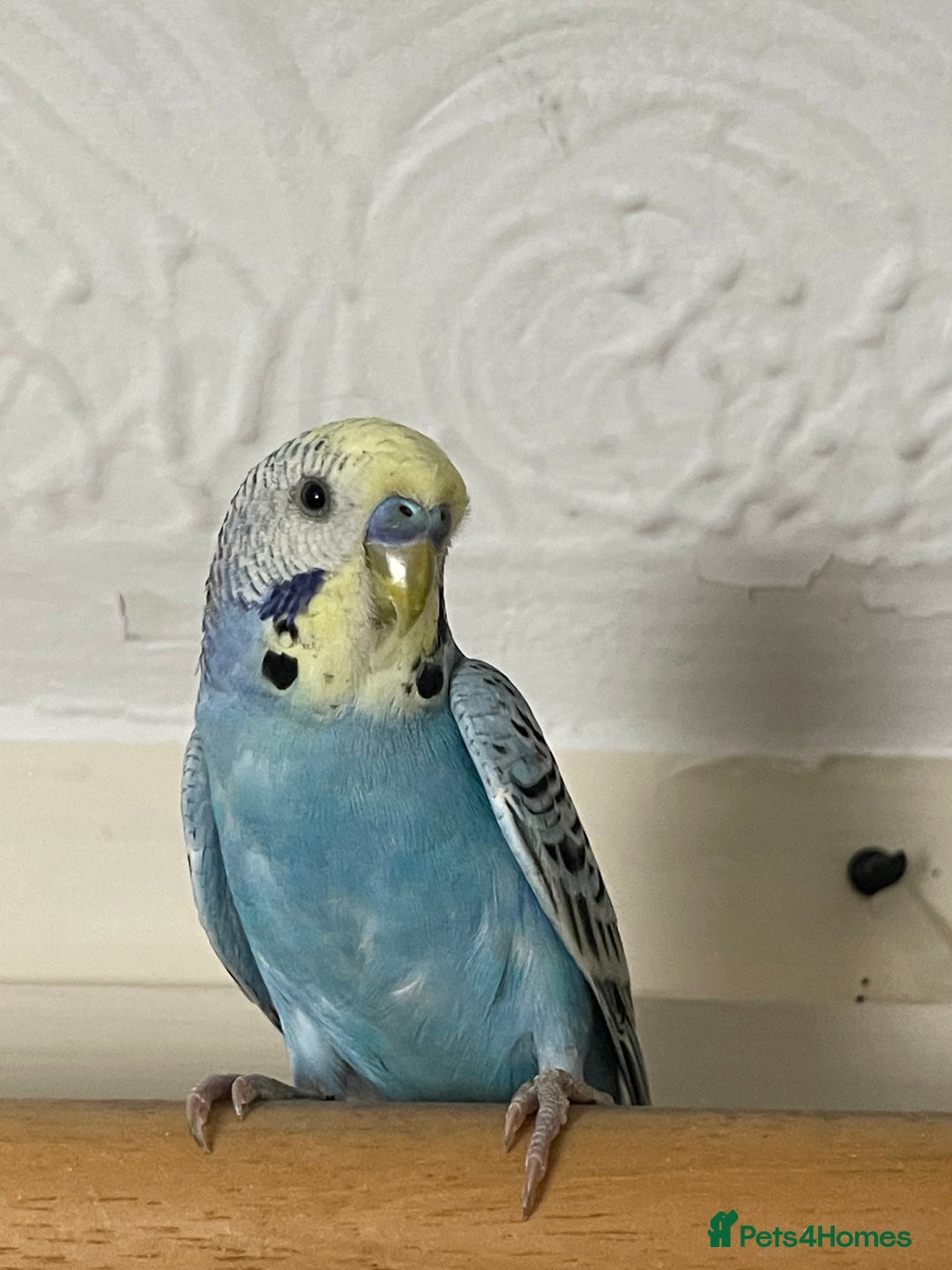 Budgerigars birds for sale: Budgie For sale  - Advert 4