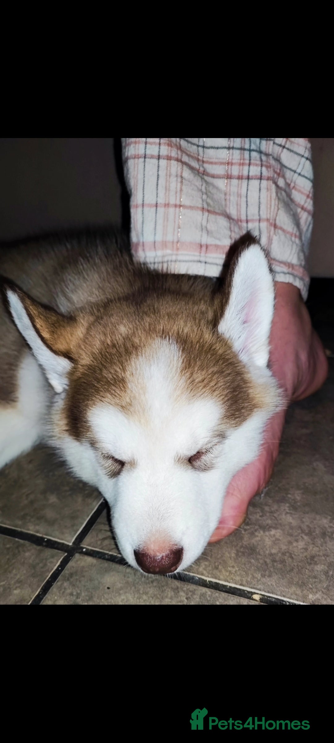 Utonagan dogs for sale: Maliky/ huskymute puppies  - Advert 12