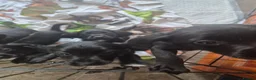 Springador dogs for sale: Beautiful springadors for sale - Advert 3