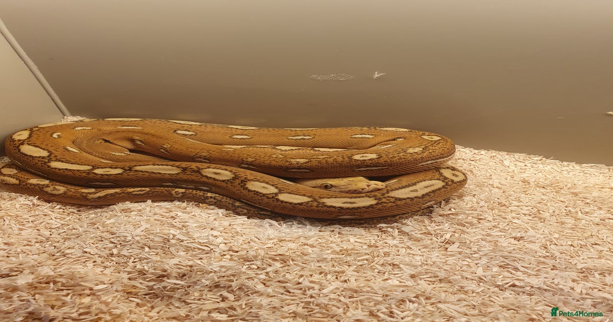 2025 pixel orange ghost stripe reticulated python for sale in ...