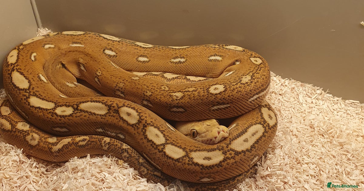 2025 pixel orange ghost stripe reticulated python for sale in ...