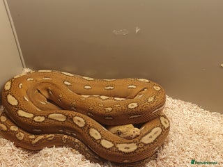 Python Snake reptiles 2025 pixel orange ghost stripe reticulated python - Advert 1