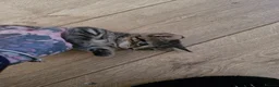 Mixed Breed cats for sale: 2 little kittens ready today in Coventry - Advert 11