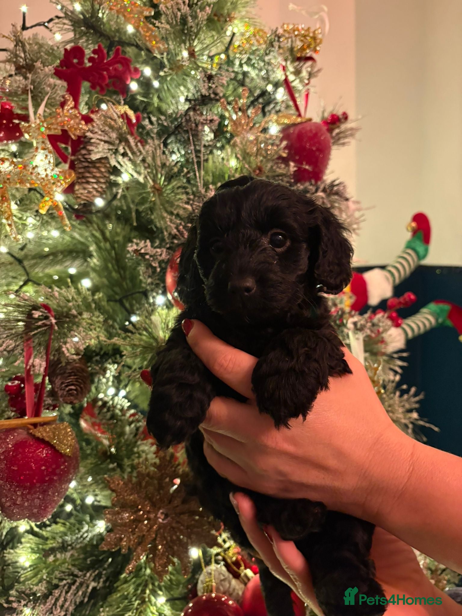 Doxiepoo dogs Beautiful Doxipoo puppies  - Advert 6