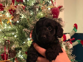 Doxiepoo dogs Beautiful Doxipoo puppies - Advert 6