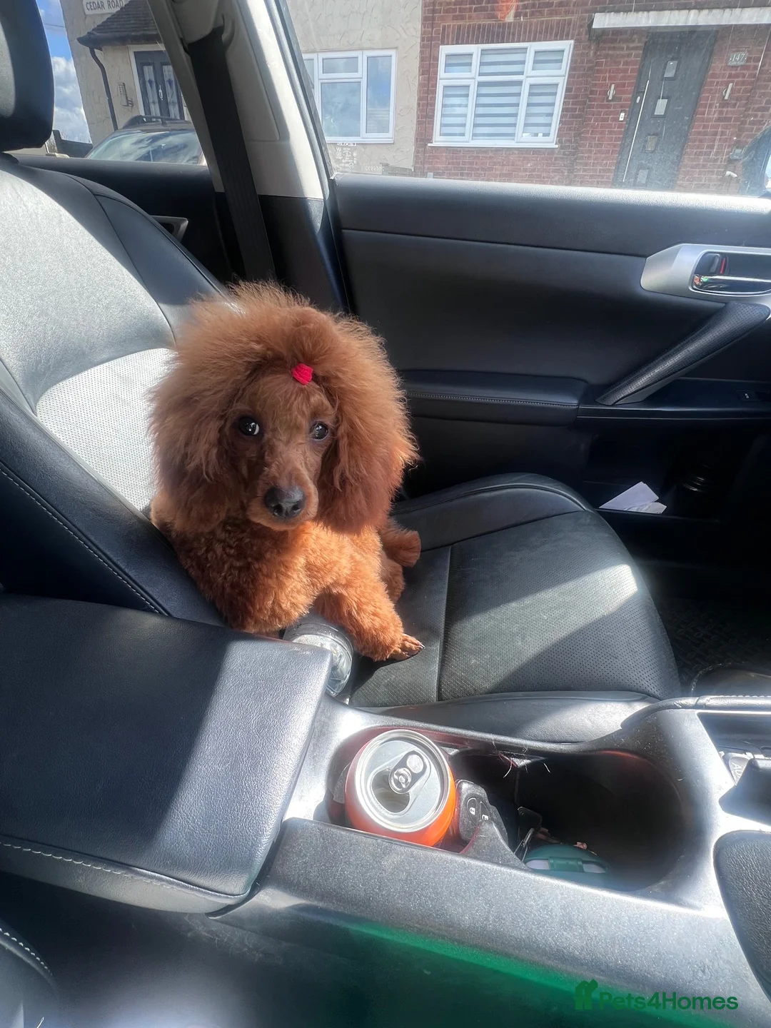 Miniature Poodle dogs for sale: Solid red poodle 🐶 in Sheerness - Advert 2
