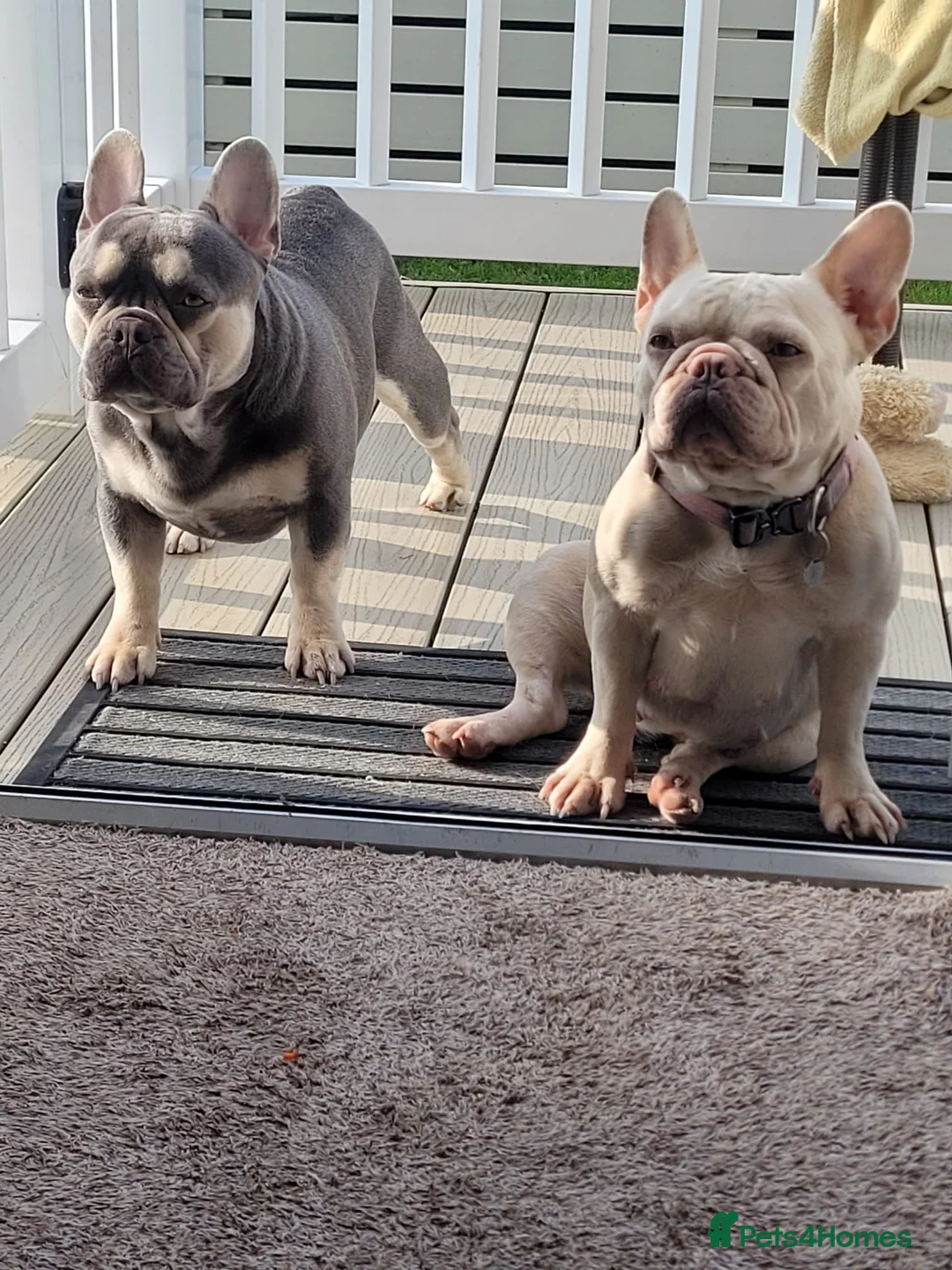 French Bulldog dogs for sale: FRENCH BULLDOG PUPPIES DUE (KC REGISTERED) - Advert 5