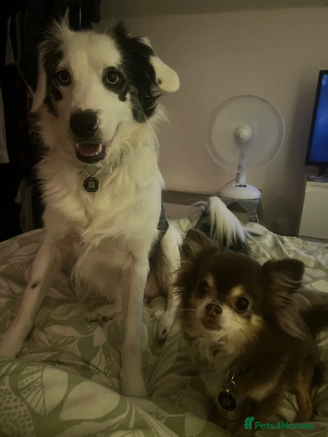Mixed Breed dogs for sale: Beautiful 6 year old Collie Female - Advert 6