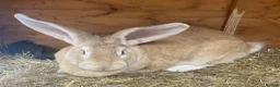 Continental Giant rabbits for sale: Gorgeous friendly bonded pair - Advert 3