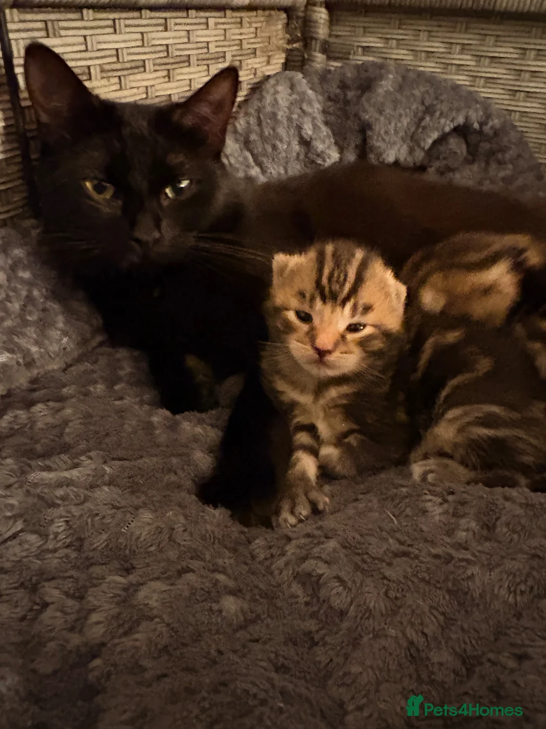 Mixed Breed cats for sale: Tabby Kittens for sale  in Ross-on-Wye - Advert 8