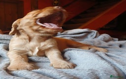 Cocker Spaniel dogs for sale: Stunning beautifully coloured Cocker Spaniel girl. - Image 6