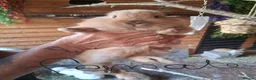 Mixed Breed rabbits for sale: 8 baby bunnies  - Advert 3