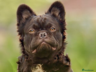 French Bulldog dogs in Norwich - Advert 34