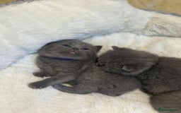 British Shorthair cats for sale: British shorthair  - Image 7