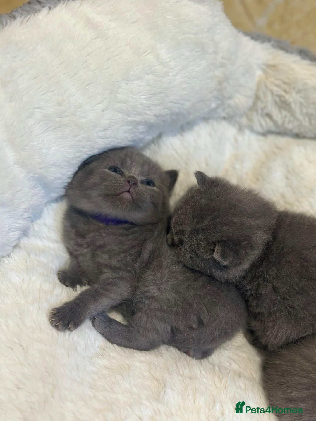 British Shorthair cats for sale: British shorthair  - Image 7