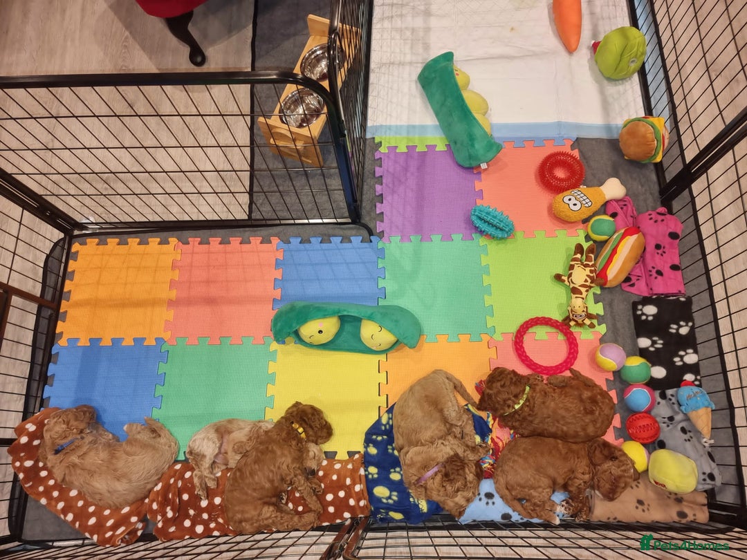 Miniature Poodle dogs for stud: RUPERT MINIATURE POODLE in Southampton - Advert 18