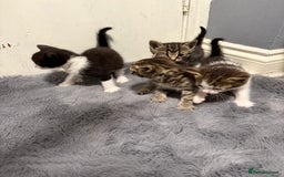 Mixed Breed cats for sale: Mixed kittens 4 males  - Image 4