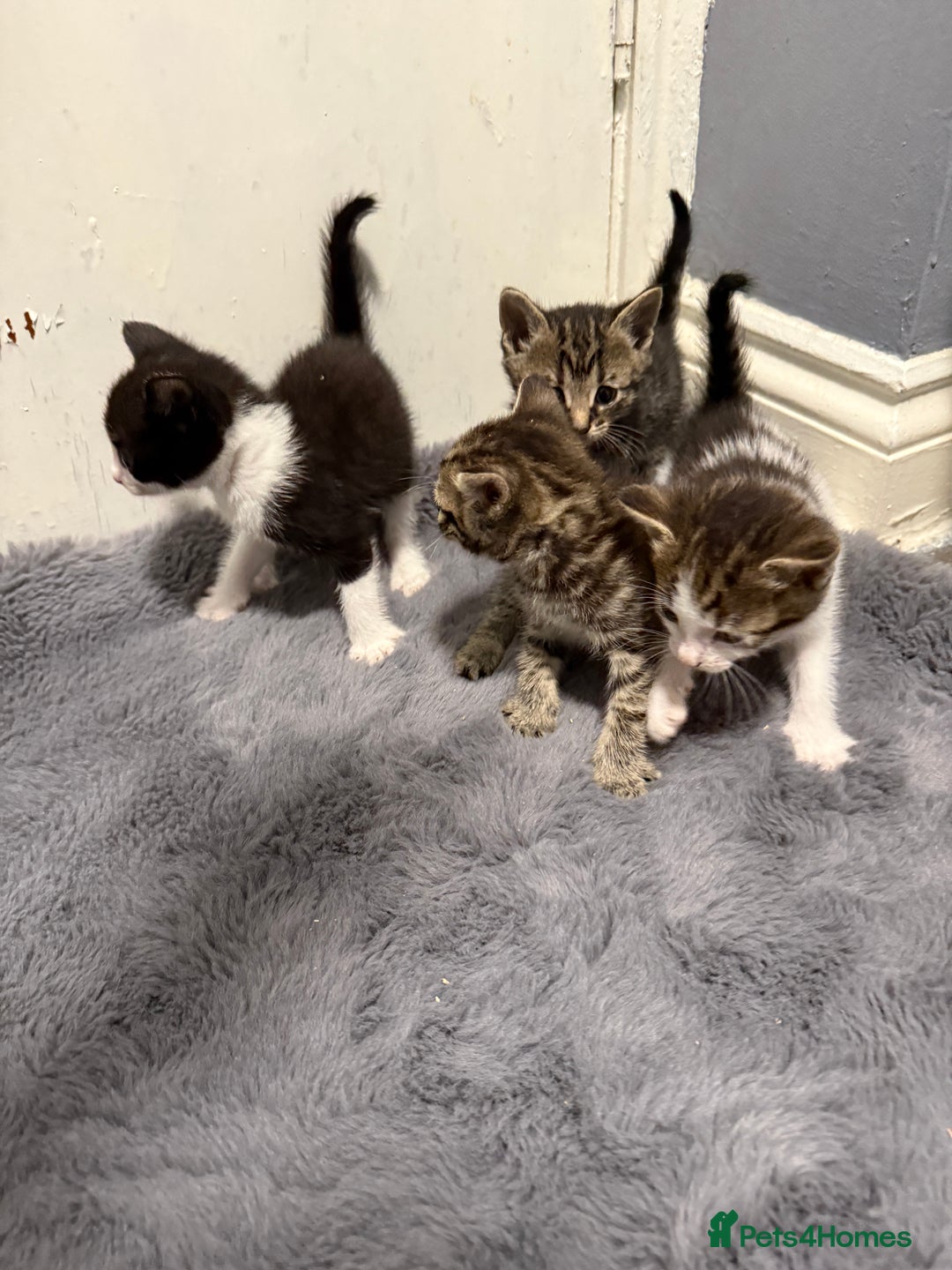 Mixed Breed cats for sale: Mixed kittens 4 males  - Image 4