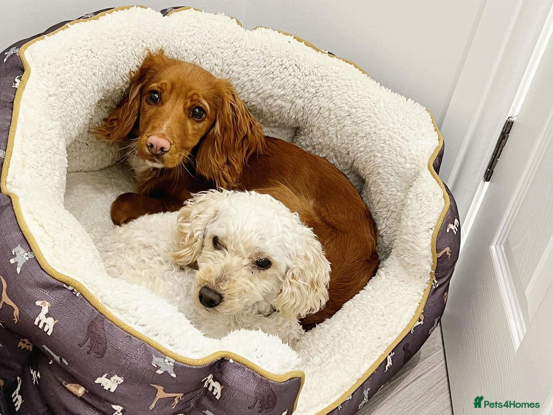 Cockapoo dogs for sale: Cockapoo puppies - Image 10