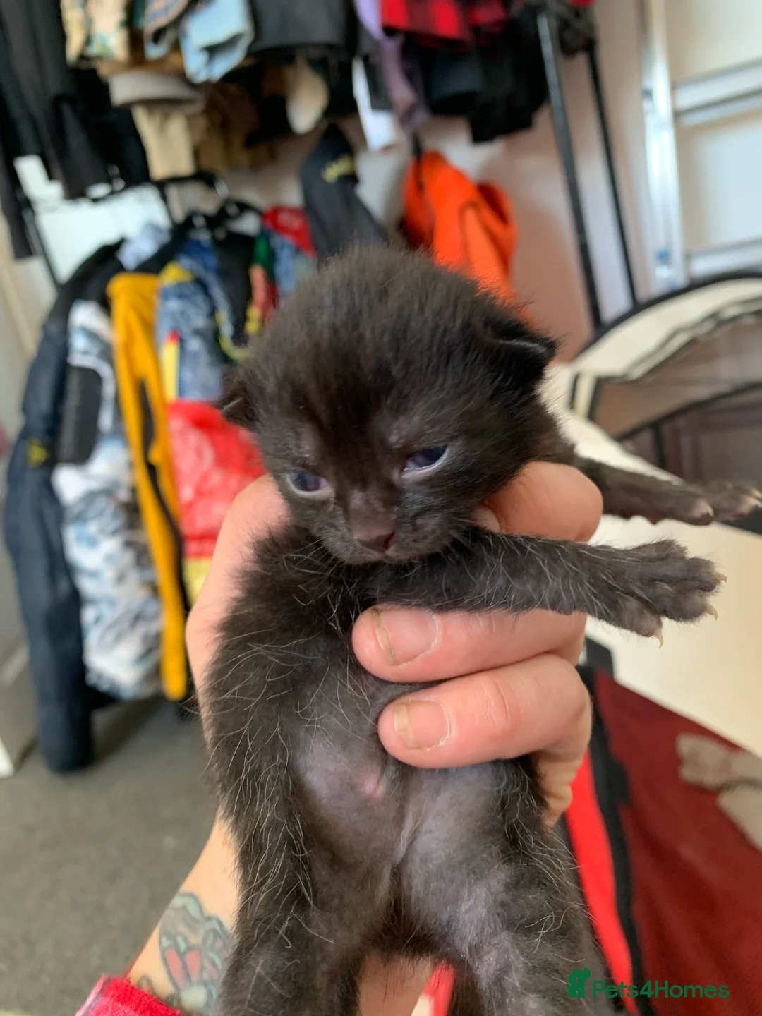 Mixed Breed cats for sale: 4 all black kittens  - Advert 2