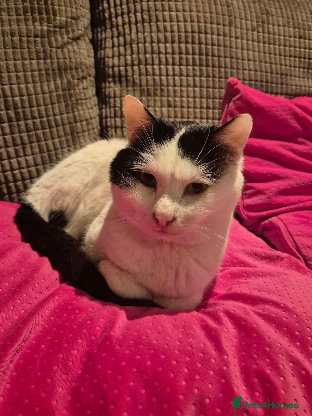 Mixed Breed cats for adoption: Saturn for adoption - Advert 1