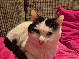 Mixed Breed cats Saturn for adoption - Advert 11