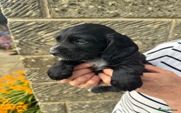 Cocker Spaniel dogs for sale: Fun & affectionate cocker spaniels ready 21st Aug - Image 9