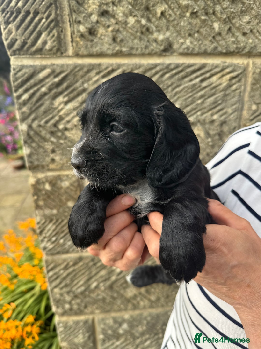 Cocker Spaniel dogs for sale: Fun & affectionate cocker spaniels ready 21st Aug - Image 9