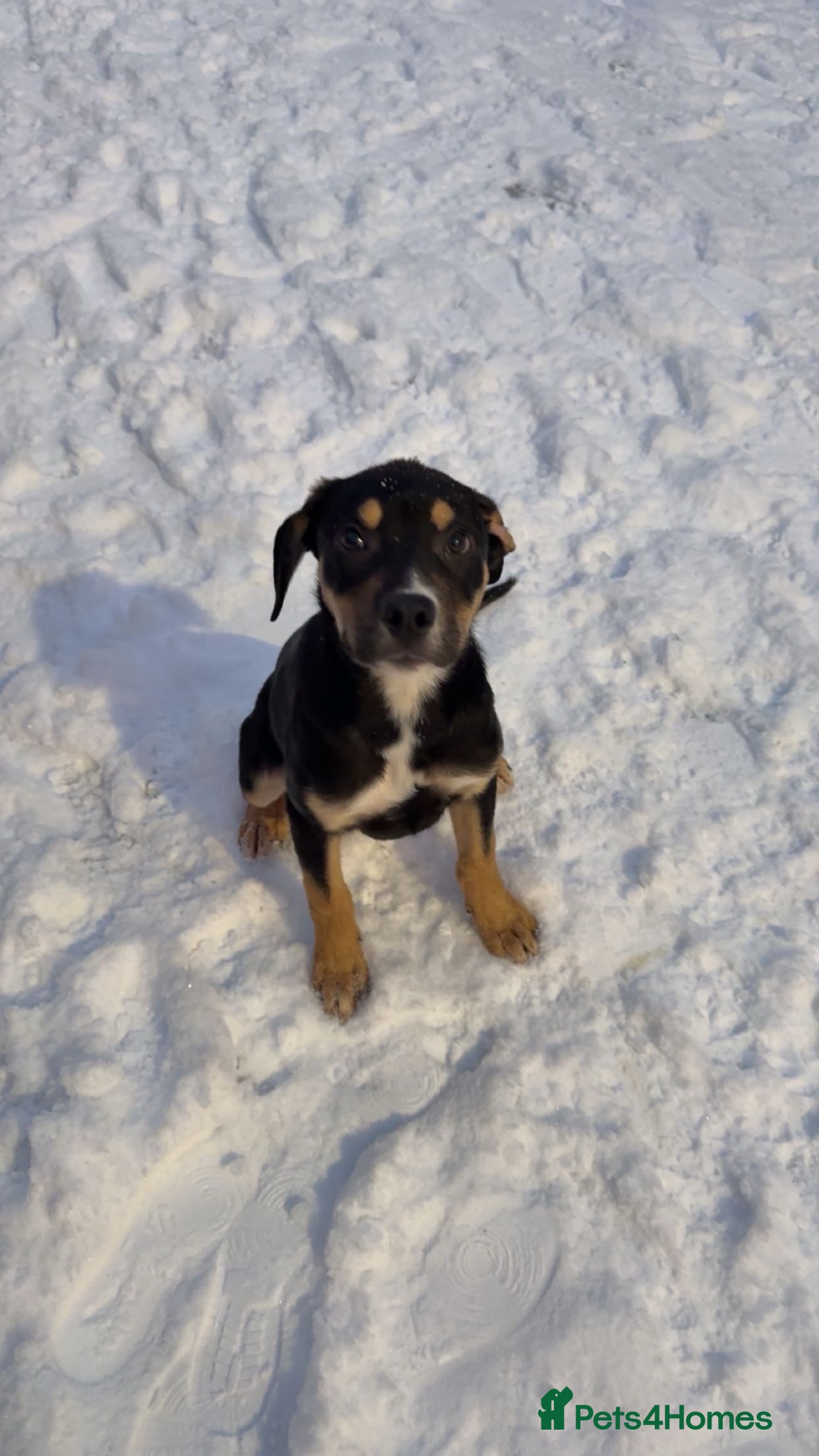 Mixed Breed dogs Border collie cross for sale  - Advert 6