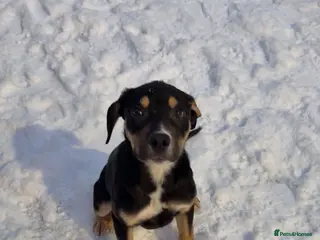 Mixed Breed dogs Border collie cross for sale - Advert 1