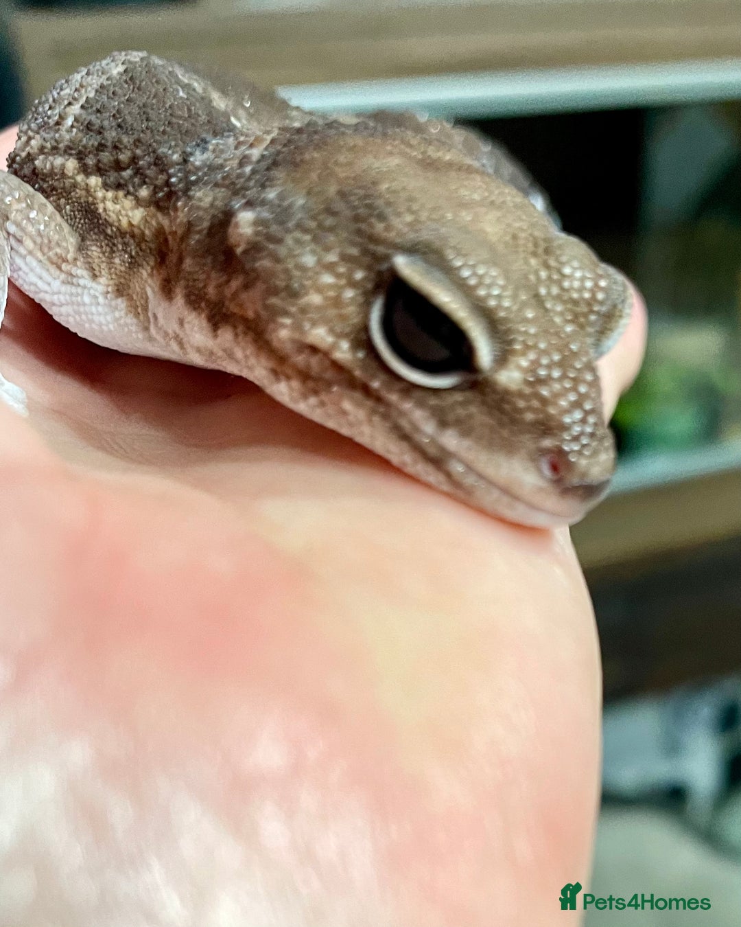 Gecko reptiles for sale: Breeding pair of African Fat Tailed Geckos  - Image 4
