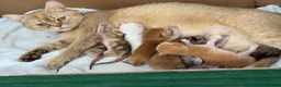 British Shorthair cats for sale: British shorthair/longhair golden kittens  - Advert 30