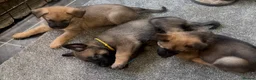 Mixed Breed dogs for sale: Litter of 10 Gsd X Mal  - Advert 7