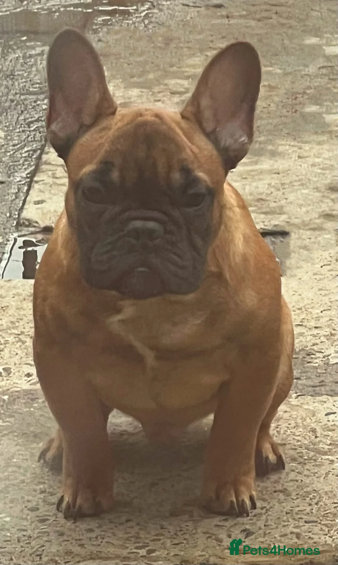 French Bulldog dogs for stud: 💥3x Ch Rocky of Empire OB UK💥FBCE Silver Tested in Doncaster - Advert 25