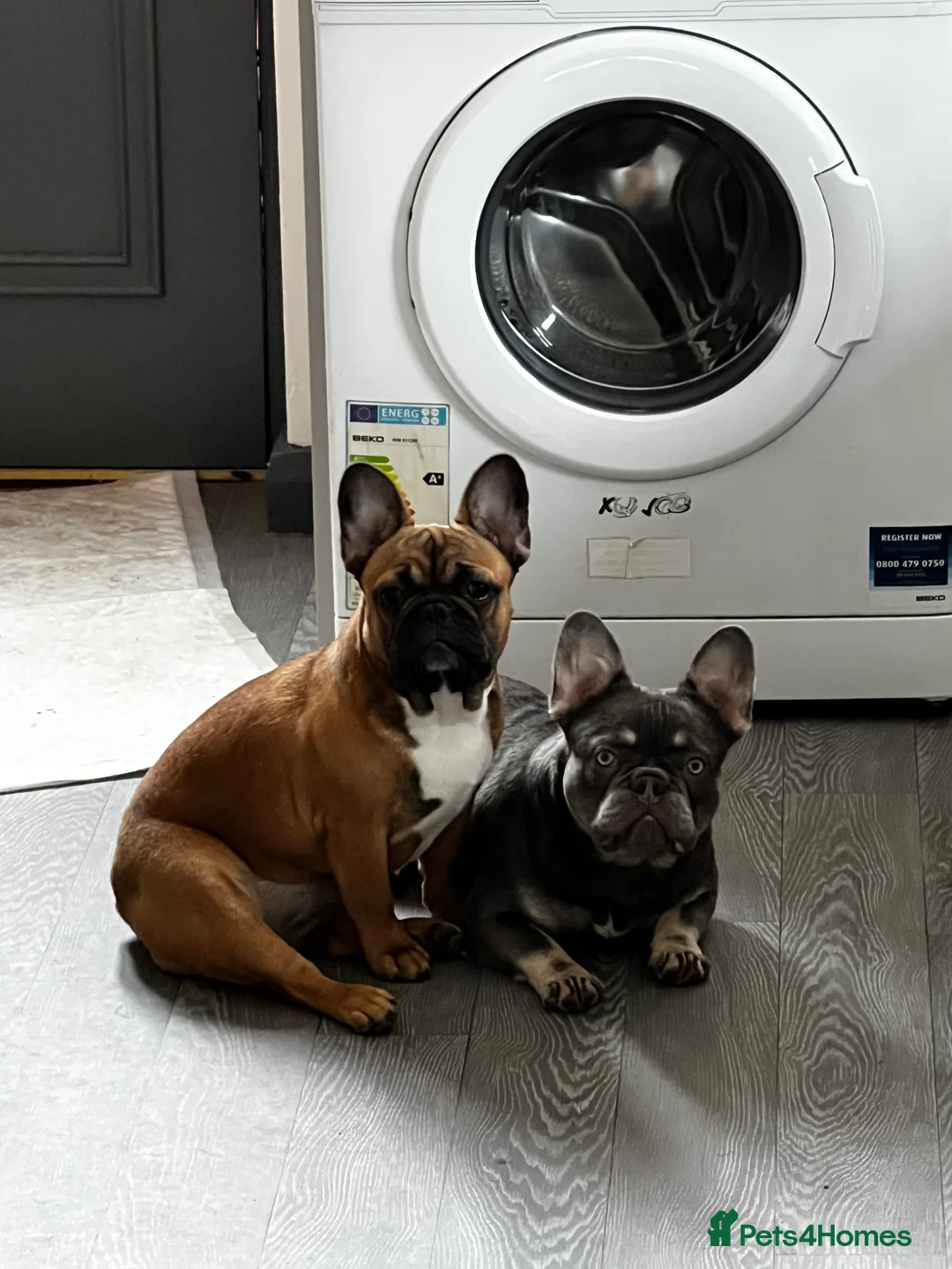 French Bulldog dogs for sale: Adorable 3-Year-Old Male & Female French Bulldog - Advert 2