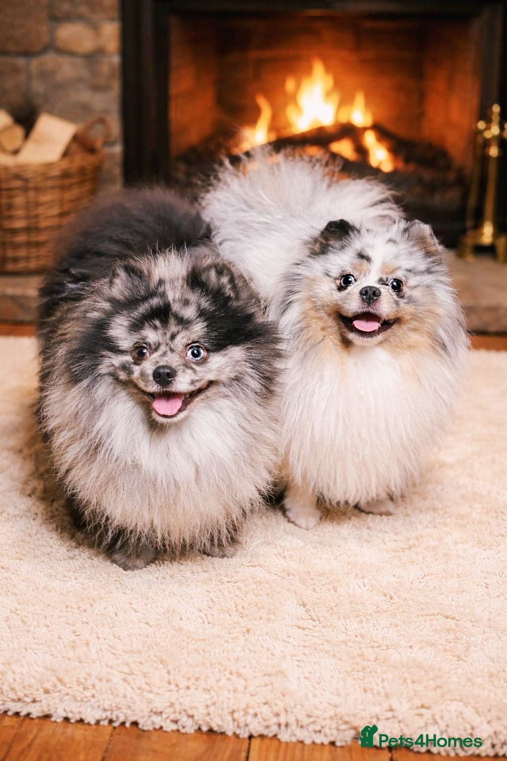 Pomeranian dogs  Only two boys left available 💎 - Advert 9