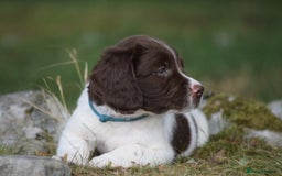 English Springer Spaniel dogs for sale: English springer spaniels  - Image 23