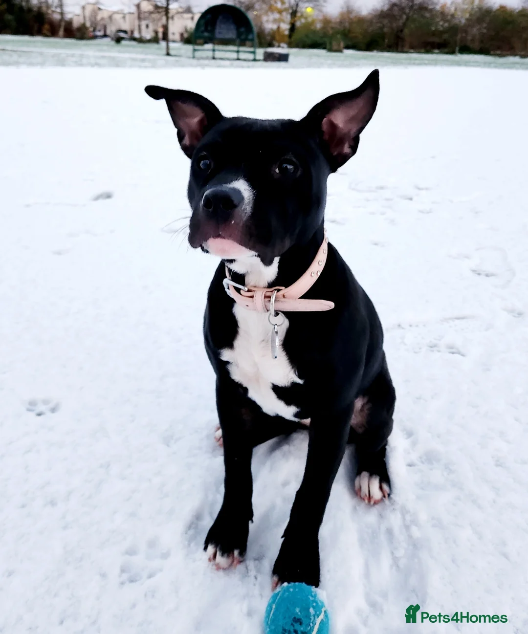 Mixed Breed dogs for sale: Mix Staffy for sale - Advert 4