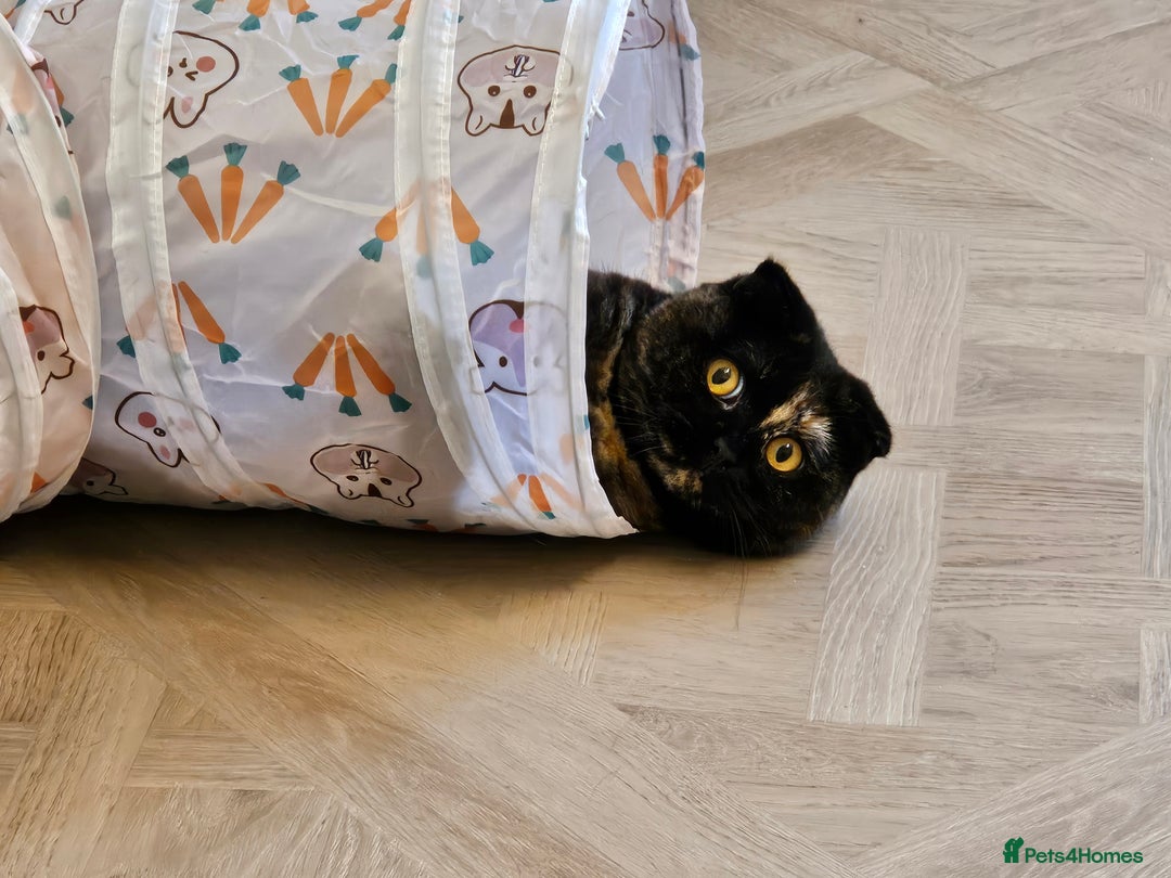 Scottish Fold cats for sale: Tortie girl, wonderful personality, 1.5years old - Advert 12