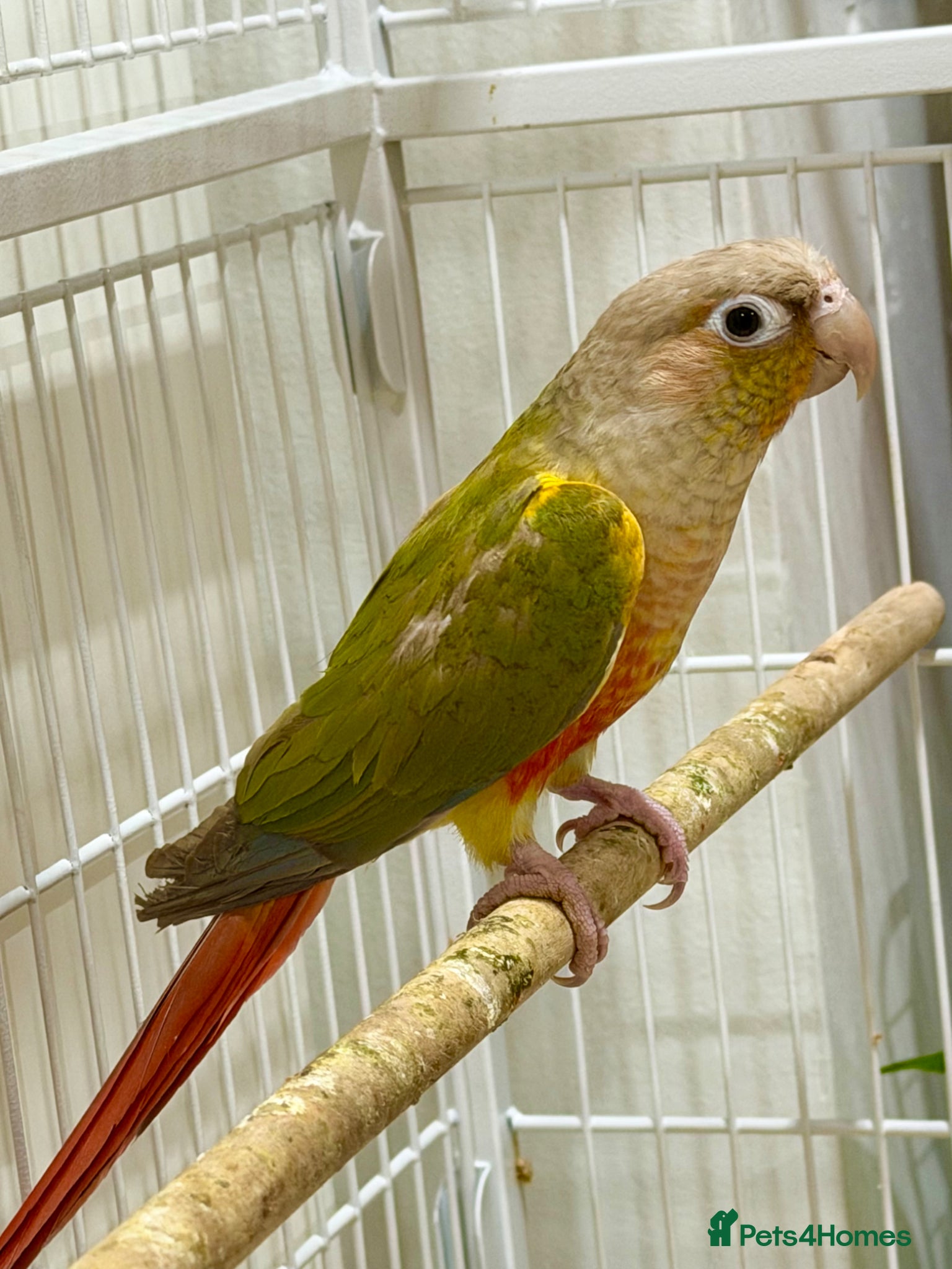 Conures birds GREEN CHEEK CONURE & PINEAPPLE CONURE - Advert 2