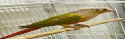 Conures birds for sale: GREEN CHEEK CONURE & PINEAPPLE CONURE - Advert 1