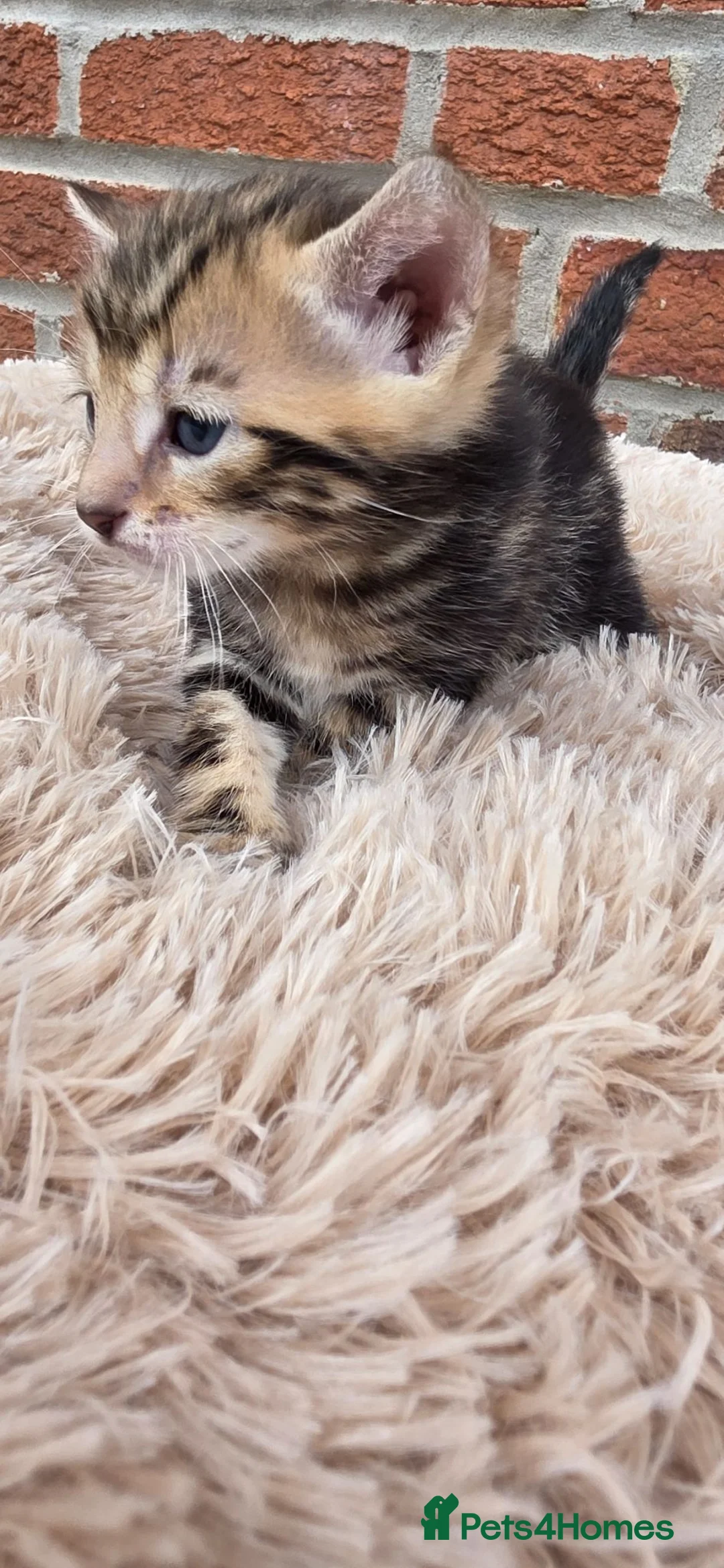Bengal cats for sale: Beautiful Purebred Bengal Kittens - Advert 2