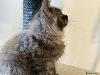 Maine Coon cats - Advert 12