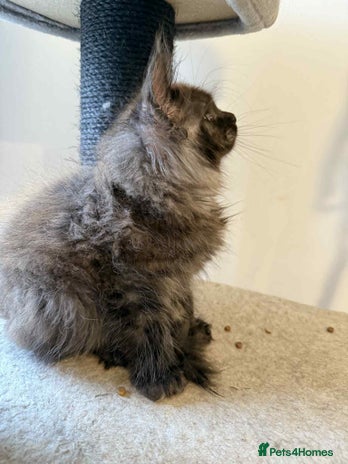 Maine Coon cats - Advert 14