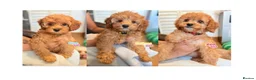 Cockapoo dogs for sale: F1B Cockapoo puppies - Health checked - Ready.  - Advert 1