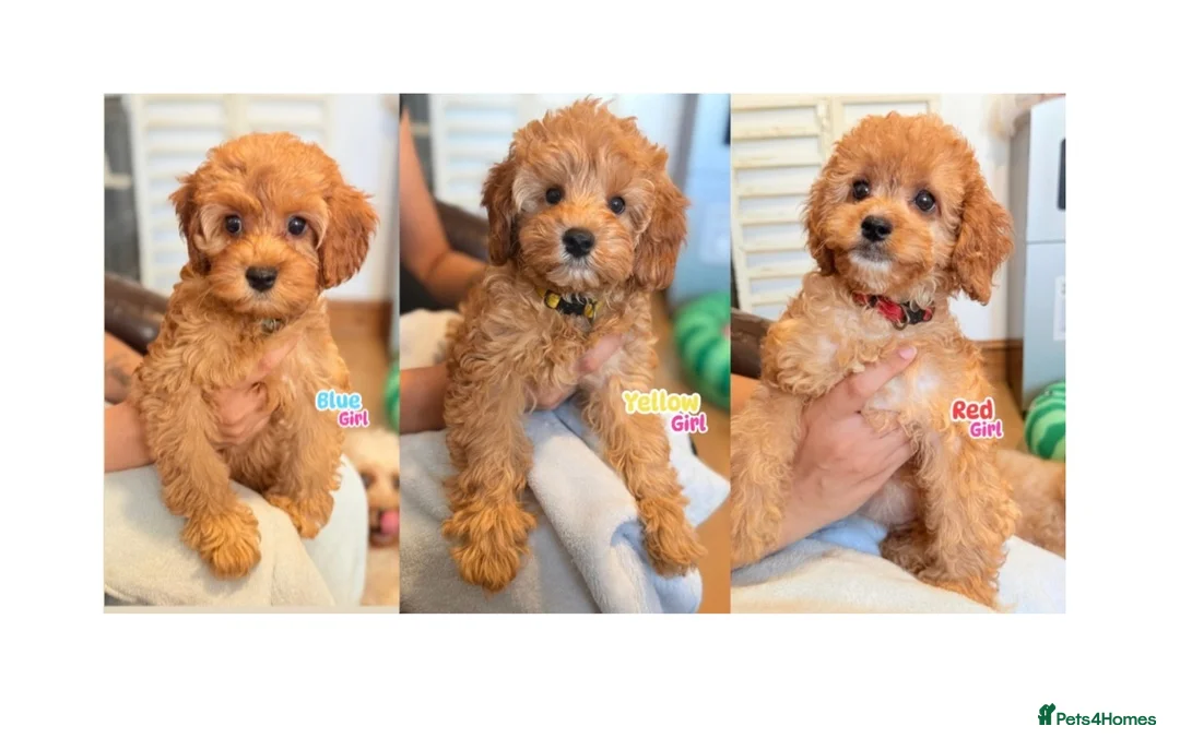 Cockapoo dogs for sale: F1B Cockapoo puppies - Health checked - Ready.  - Advert 1
